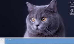 热点爆料蓝猫视频下载安装,揭秘热门爆料背后的操作指南