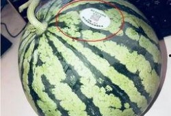 澄海网红吃瓜,揭秘幕后故事与热门话题
