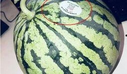 澄海网红吃瓜,揭秘幕后故事与热门话题