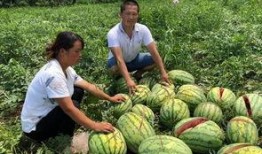 徽县吃瓜网红事件视频播放,视频播放引发全网热议