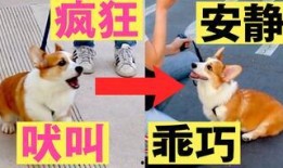 关于狗的爆料视频播放,爆料视频背后的真实故事