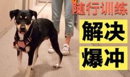 关于狗的爆料视频播放,爆料视频背后的真实故事